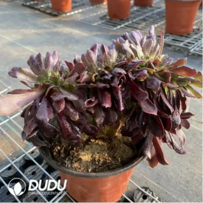 Aeonium Arboreum Velour European NO.6 - Image 4