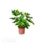 0.2/Pcs Philodendron Hope Seedling(100Pcs?? - Image 4