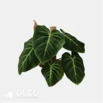 0.4/Pcs Philodendron EI choco red Seedling(100Pcs?? - Image 4