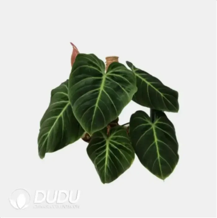 0.4/Pcs Philodendron EI choco red Seedling(100Pcs?? - Image 4