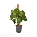 0.3/Pcs Philodendron Splendid Seedling(100Pcs?? - Image 4