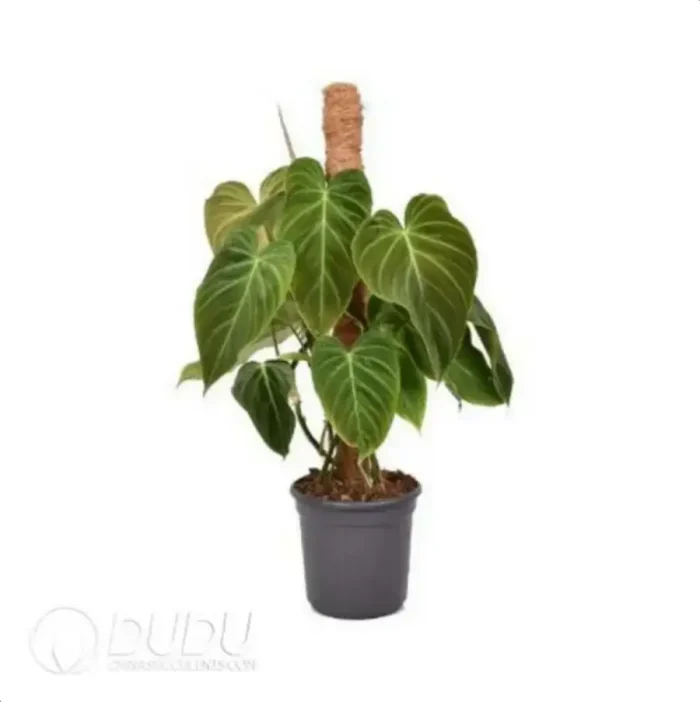 0.3/Pcs Philodendron Splendid Seedling(100Pcs?? - Image 4