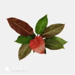 0.2/Pcs Philodendron Red sun Seedling(100Pcs?? - Image 4