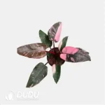 0.6/Pcs Philodendron 'marble Pink Princess' Seedling(100Pcs?? - Image 4