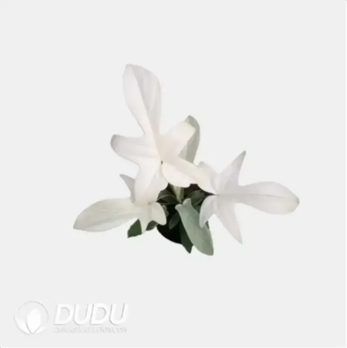 Philodendron 'Florida Ghost' Seedling(100Pcs?? - Image 4