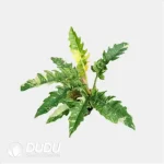 Philodendron 'Ring of Fire' Seedling(100Pcs?? - Image 4