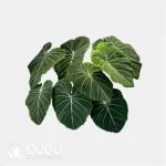 Philodendron 'Gloriosum' Seedling(100Pcs?? - Image 4
