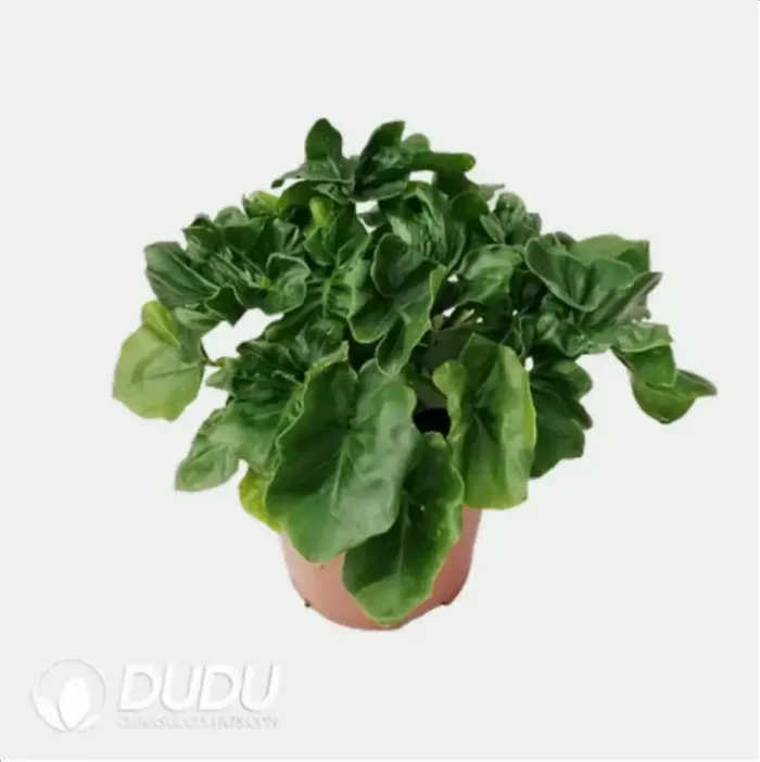 0.2/Pcs Philodendron Atom Seedling(100Pcs?? - Image 4