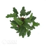 0.2/Pcs Philodendron 'Xanadu' Seedling(100Pcs?? - Image 4