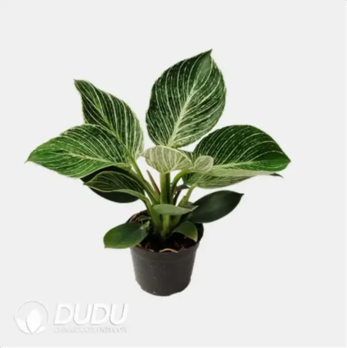0.2/Pcs Philodendron 'Birkin' Seedling(100Pcs?? - Image 4