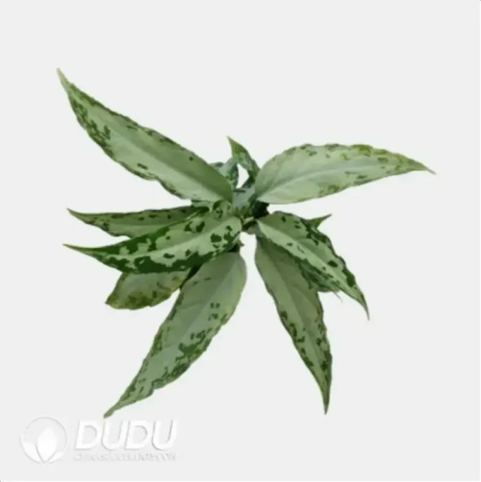 Dieffenbachia 'DS04' Seedling(100Pcs?? - Image 4