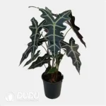 Alocasia sanderiana 'Nobilis' Seedling(100Pcs?? - Image 4