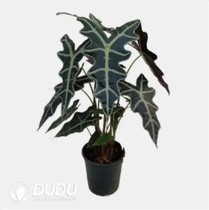 Alocasia sanderiana 'Nobilis' Seedling(100Pcs?? - Image 4