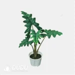 Alocasia 'Jacklyn' Seedling(100Pcs?? - Image 4