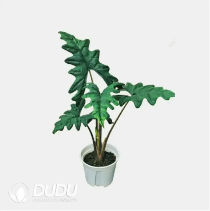 Alocasia 'Jacklyn' Seedling(100Pcs?? - Image 4