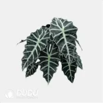 0.2/Pcs Alocasia " amazonica 'Polly' Seedling(100Pcs?? - Image 4