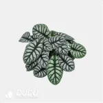 0.3/Pcs Alocasia Baginda 'Silver Dragon' Seedling(100Pcs?? - Image 4