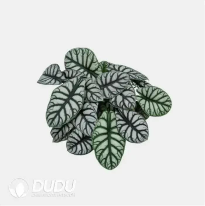 0.3/Pcs Alocasia Baginda 'Silver Dragon' Seedling(100Pcs?? - Image 4