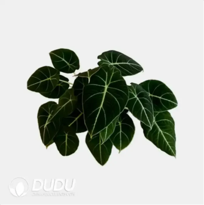 0.3/Pcs Alocasia 'Black velvet' Seedling(100Pcs?? - Image 4