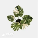 Monstera Thai Constellation Seedling(100Pcs?? - Image 4
