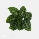 0.5/Pcs Calathea veitchiana Seedling(100Pcs?? - Image 4