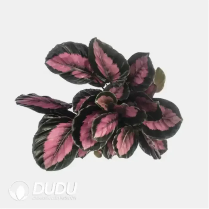 Calathea 'C056' Seedling(100Pcs?? - Image 4
