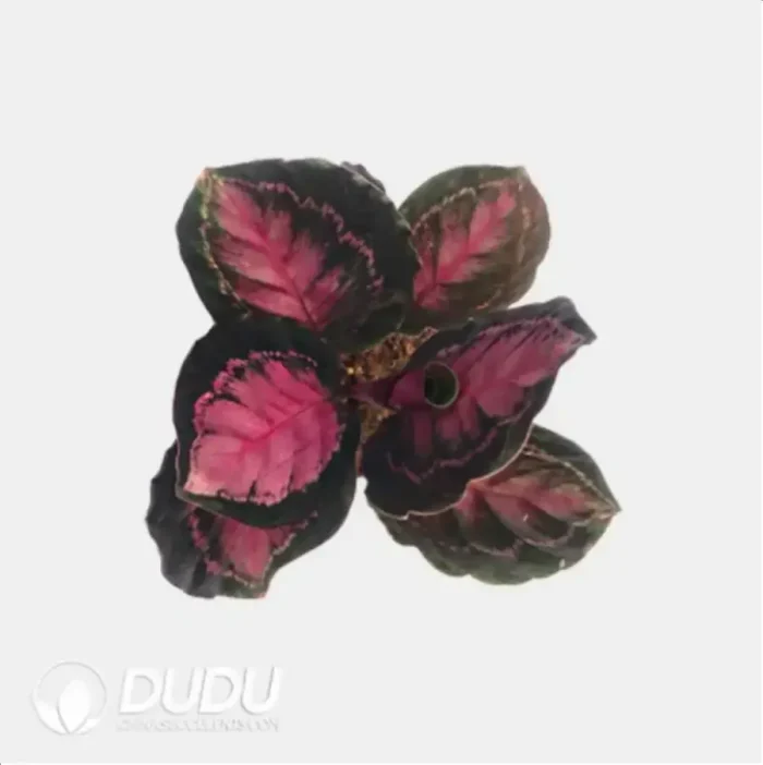 Calathea picturata "Crimson" Seedling(100Pcs?? - Image 4