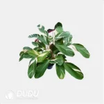 Calathea 'C049' Seedling(100Pcs?? - Image 4