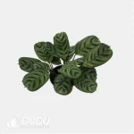 0.3/Pcs Ctenanthe burle-marxii Seedling(100Pcs?? - Image 4