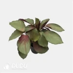 0.6/Pcs Calathea 'silver plate' Seedling(100Pcs?? - Image 4