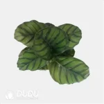 0.3/Pcs Calathea fasciata 'Borrusica' Seedling(100Pcs?? - Image 4