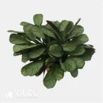0.3/Pcs Ctenanthe burle-marxii 'Amagris' Seedling(100Pcs?? - Image 4