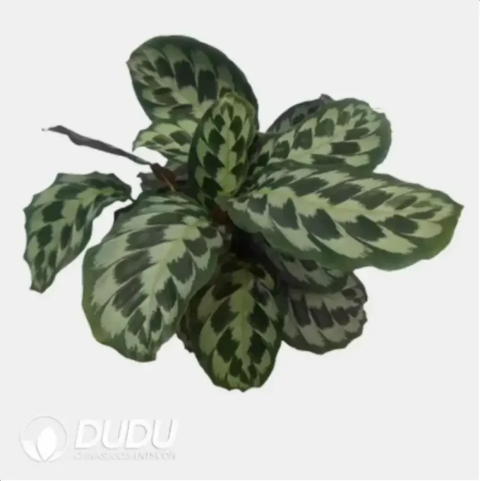 0.5/Pcs Calathea 'Helen Kennedy' Seedling(100Pcs?? - Image 4