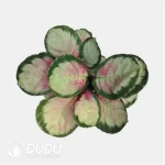 Calathea roseopicta 'Rosy' Seedling(100Pcs?? - Image 4