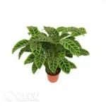 Calathea zebrina Seedling(100Pcs?? - Image 4