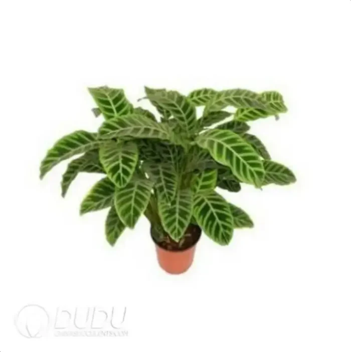 Calathea zebrina Seedling(100Pcs?? - Image 4