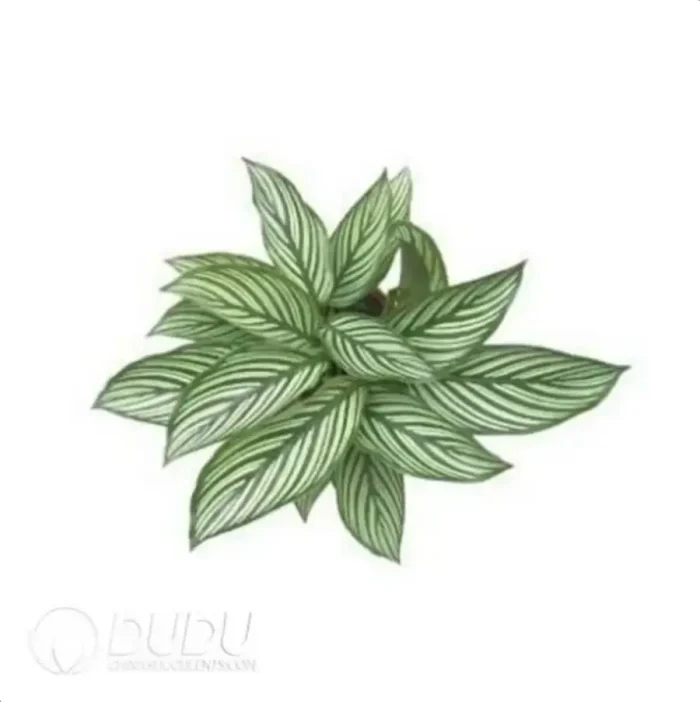 Calathea elliptica 'Vittata' Seedling(100Pcs?? - Image 4