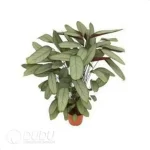0.3/Pcs Ctenanthe setosa 'Grey Star' Seedling(100Pcs?? - Image 4