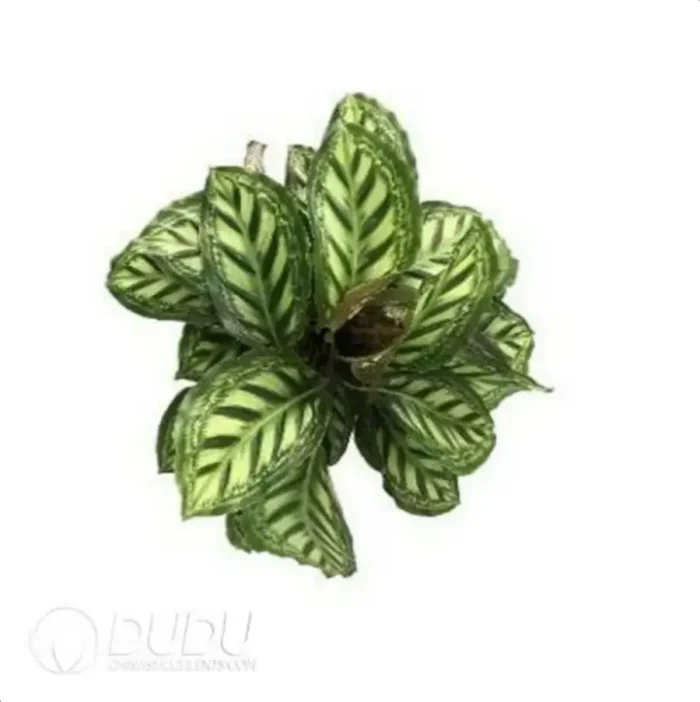 0.4/Pcs Calathea 'Flamestar' Seedling(100Pcs?? - Image 4