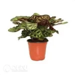 Calathea makoyana Seedling(100Pcs?? - Image 4