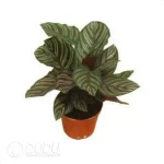 0.3/Pcs Calathea ornata 'Sanderiana' Seedling(100Pcs?? - Image 4