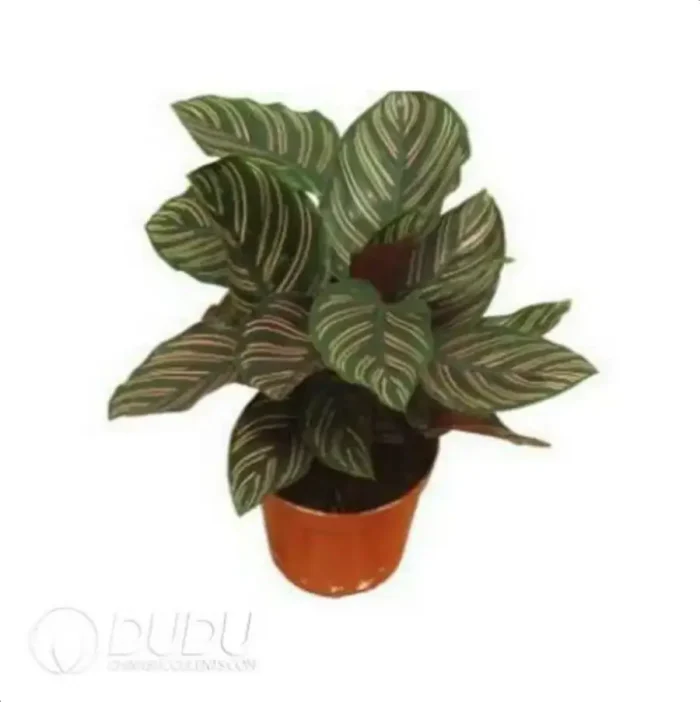 0.3/Pcs Calathea ornata 'Sanderiana' Seedling(100Pcs?? - Image 4