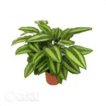 0.3/Pcs Calathea 'Beauty star' Seedling(100Pcs?? - Image 4