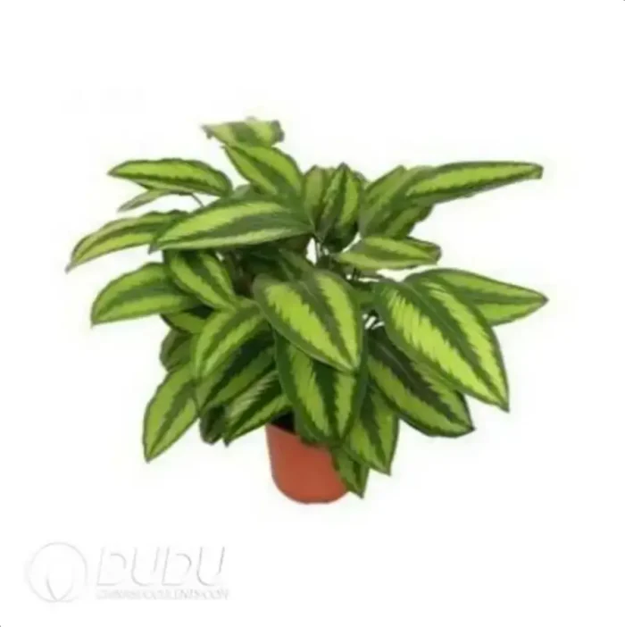 0.3/Pcs Calathea 'Beauty star' Seedling(100Pcs?? - Image 4