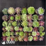 Aeonium Blind Box 50 Pcs - Image 4