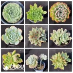 Blind Box Of 90-110mm Echeveria Set (50Pcs) Moq1 - Image 4