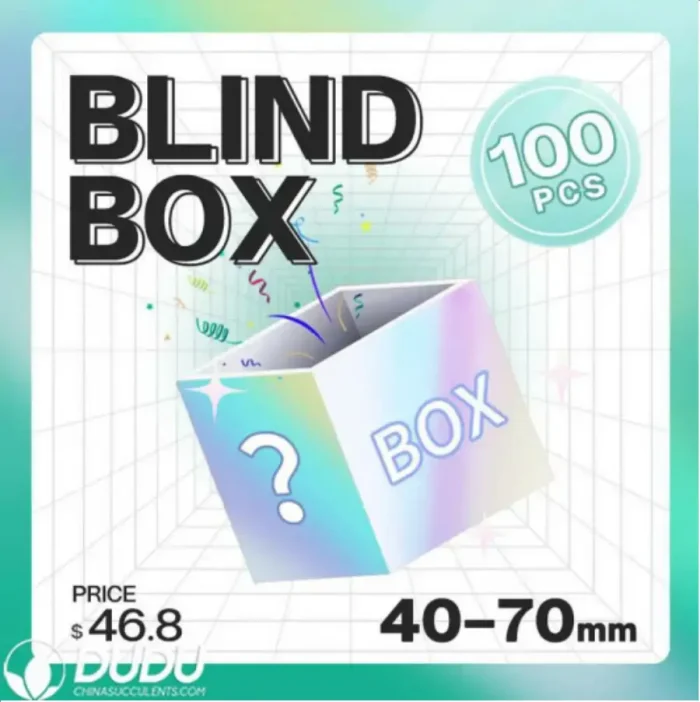 Blind Box Of Echeveria Set (100Pcs Succulents) Moq1 - Image 4