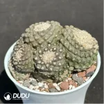 Cactus-Copiapoa tenuissima Clustering - Image 4