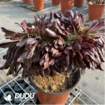 Aeonium Arboreum Velour European NO.4 - Image 4