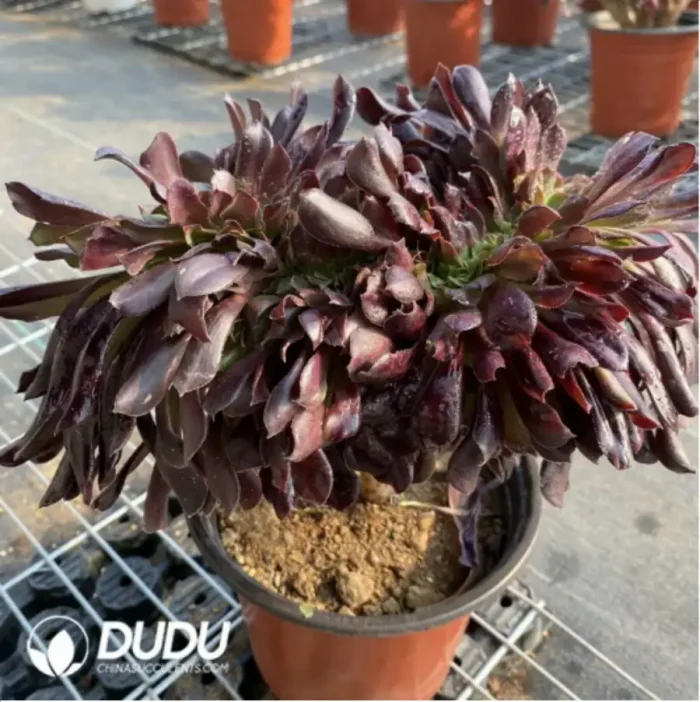 Aeonium Arboreum Velour European NO.4 - Image 4